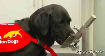 Could dogs be our new best friend in the fight against coronavirus? - ITV News