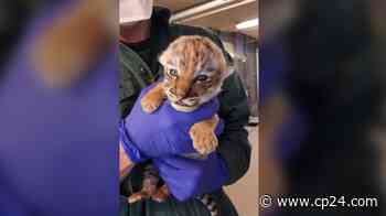 One endangered tiger cub remains after second cub dies at Toronto Zoo - CP24 Toronto's Breaking News