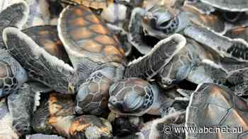 These turtles are probably all female — and that spells disaster for the species