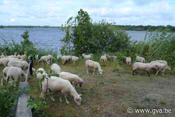 250 schapen begrazen oevers Kanaalplas - Gazet van Antwerpen