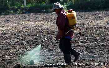 Prohibición contra glifosato se mantiene: Conacyt - El Sol de Cuernavaca