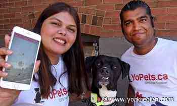 Community Devastating incident spurs Markham couple to create pet GPS - yorkregion.com