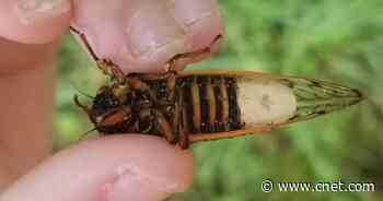 Cicadas face bizarre 'death-zombie fungus' that eats away at their butts     - CNET