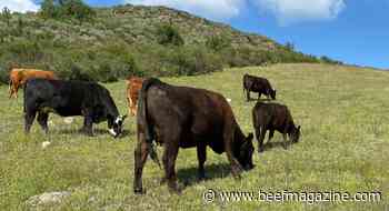 Grazing more help than harm for plants, animals