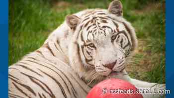 Minnesota sanctuary takes in seized big cats from 'Tiger King' park