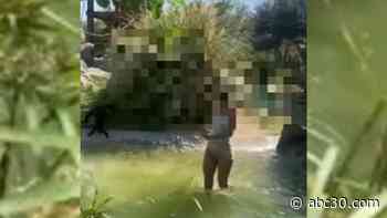 Woman fired after video shows her inside Texas zoo's spider monkey habitat