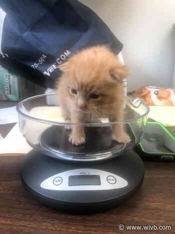 Ten Lives Club saves 1 of 8 kittens that were thrown out of moving car