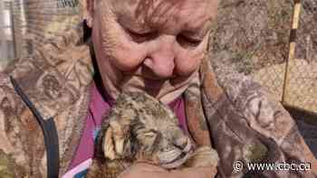 Citizen's group calls for exotic animal laws in Ontario amid lion breeding controversy