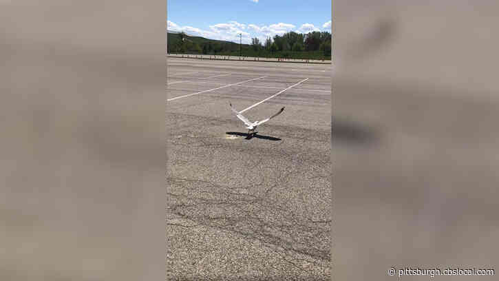 WATCH: Previously Injured Gull In Erie County Released Back Into The Wild