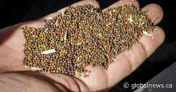 Ceres Global Ag unveils plan for canola crushing facility in Northgate, Sask.