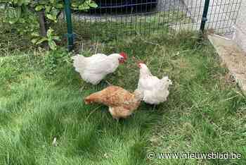 Wie geeft bio-kippen een nieuwe thuis? (Ichtegem) - Het Nieuwsblad