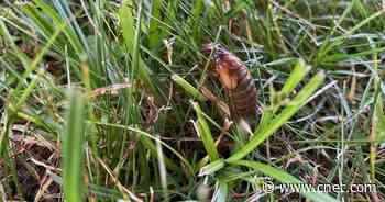 Discovery's live cicada cam puts you in the heart of Brood X country     - CNET