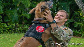 Military handlers reunited with their K-9 partners after being separated during service