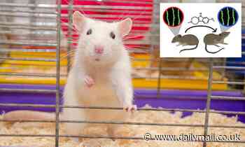 Psychedelic compounds have shown the ability to drastically reduce stress in mice, study finds 
