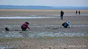 Increase in illegal clam digging in B.C. could raise risk of deadly poisonings, fisheries officials warn