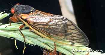 Brood X cicadas 2021 emerging across the map: Sights and sounds to expect     - CNET
