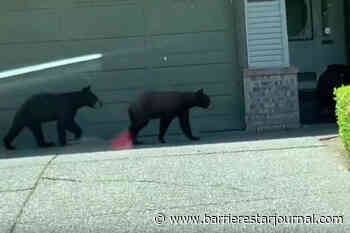 VIDEO: Mother bear, cubs take a walk around Surrey neighbourhood - Barriere Star Journal