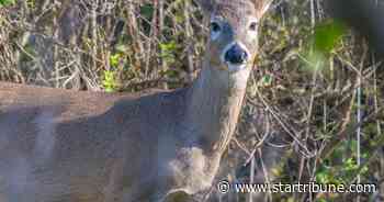 Wildlife officials quarantine new herds in fight against CWD
