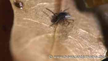 UMaine recruiting forest landowners to track ticks - NewsCenterMaine.com WCSH-WLBZ