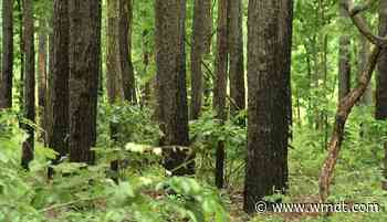 Felling of 120 acres of old-growth trees in Pocomoke State Forest proposed - 47abc - WMDT
