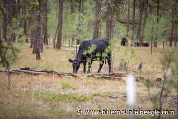 Forest goals and desired conditions nearly complete | News | bluemountaineagle.com - Blue Mountain Eagle