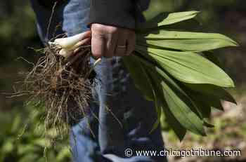 Morel decisions: A variety of wild foods grow in area forest preserves, but foraging there 'is always illegal,' can harm the land's long-term health, officials say - Chicago Tribune