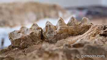 Giant Camels and More Treasures Discovered in Fossilized California Forest - Gizmodo