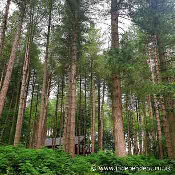 Into the woods: Inside Forest Holidays newest location in Delamere Forest - The Independent