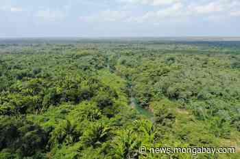 Belize's Maya Forest Corridor a 'missing link' to giant rainforest reserve (commentary) - Mongabay.com