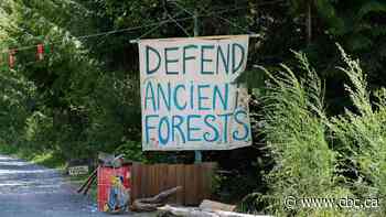 Forest management questioned amid B.C. logging protest - CBC.ca