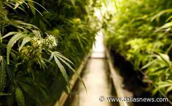 Texas Senate gives final passage to medical marijuana expansion bill - The Dallas Morning News