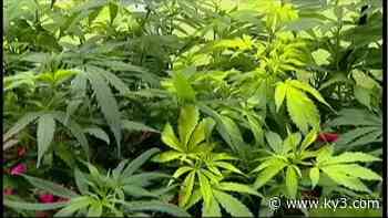Court: Medical marijuana license applications not secret - KY3