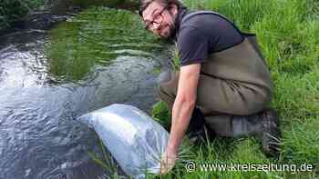 Die Bachforelle ist dank Angelsportverein Sulingen zurück in der Sule - kreiszeitung.de