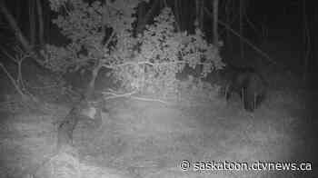'Quite a surprise': Saskatoon researcher captures black bear on camera within city limits - CTV News Saskatoon