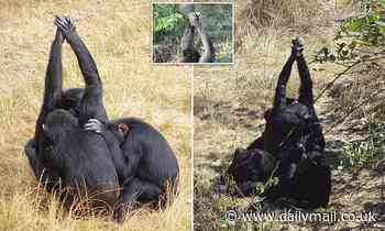 Apes clasp hands while grooming one other - and each group has a distinct grip 