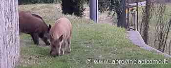 Erba, cinghiali all'oratorio Interrogazione a due ministri - La Provincia di Como