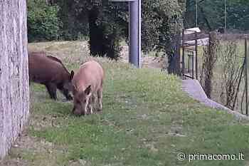 Pericolo cinghiali anche a Erba. Zoffili: “Interrogazione a Ministri Patuanelli e Cingolani” - Prima Como