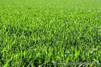 Ecco cosa si rischia quando si taglia l’erba del prato e perché bisogna prendere alcune importantissime ... - Proiezioni di Borsa