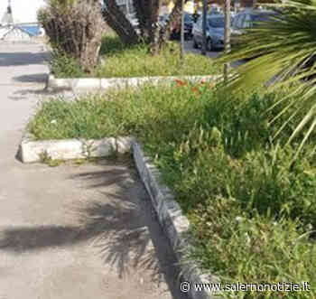 A Mercatello l'erba è sempre più alta: pessimo spettacolo davanti alla nuova spiaggia - Salernonotizie.it