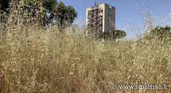 Napoli, si ripulisce il parco De Simone a Ponticelli: erba oltre due metri - ilmattino.it