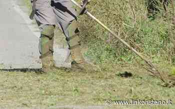 Erba alta lungo le strade provinciali, sicurezza a rischio per chi guida - LinkOristano.it - Linkoristano.it