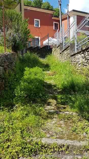 A Monti, l'erba alta invade la via del Volto Santo nella pieve di Venelia - La Gazzetta di Massa e Carrara