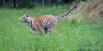 Pet Tiger Found on the Loose in Houston Moves to Sanctuary: 'He's Relishing in His Freedom' - PEOPLE