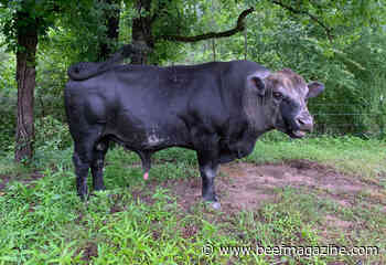 Herd bull: Dealing with one wife a chore? Try 40