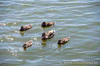 Eend laat wielertoeristen vallen in Bocholt (Bocholt) - Het Nieuwsblad
