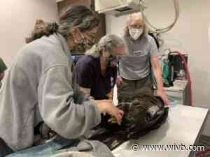 Young bald eagle in critical condition after striking downtown building