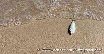 Cold water is to blame for Durand-Eastman fish deaths
