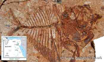 56 million-year-old fish fossils found in Egypt thrived in 95 degrees sea conditions, study shows 