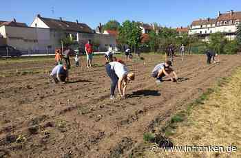 Bambergs "Urban Gardening-Projekte zum Entdecken - Gemüse für den Sommer