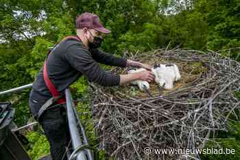 Planckendael telt recordaantal ooievaarsnesten, eerste kuikens al geringd